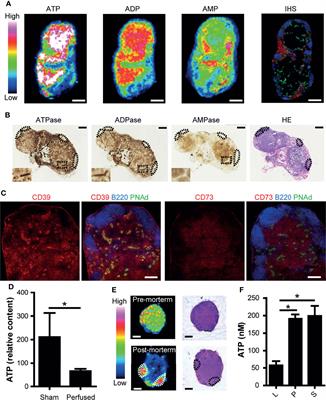 Extracellular ATP Limits Homeostatic T Cell Migration Within Lymph Nodes